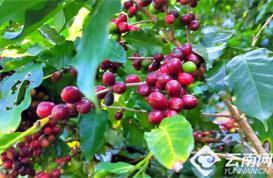 普洱鎮沅：咖啡喜獲豐收 智能清洗機器幫大忙